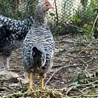 Galletti da gallina Grisa della Lessinia