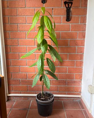 Pianta di avocado in vaso