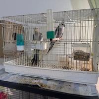 Copia pappagalli Calopsite