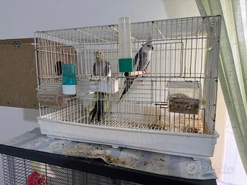 Copia pappagalli Calopsite