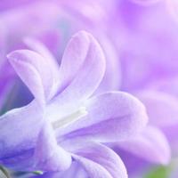 Badante ore pomeridiane/serali