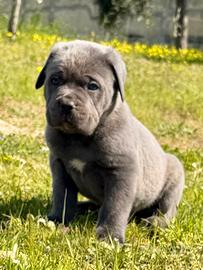 Cuccioli grigi cane corso
