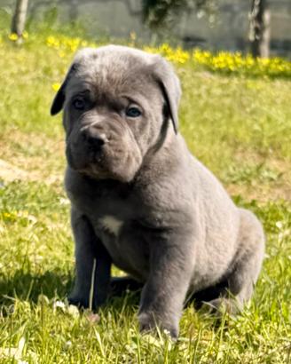 Cuccioli grigi cane corso