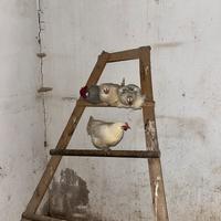 Gruppo di galline e gallo