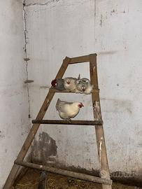 Gruppo di galline e gallo