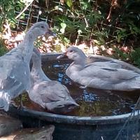 Anatroccoli grigio perla, cioccolata e neri