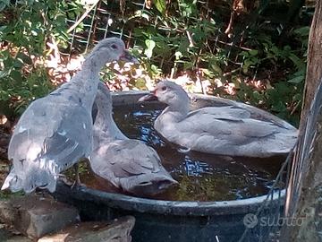 Anatroccoli grigio perla, cioccolata e neri