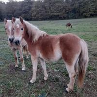 Puledra haflinger