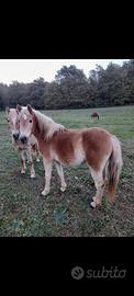 Puledra haflinger