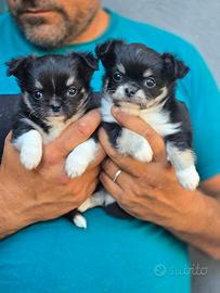 Maschietti con Pedigree ENCI di Chihuahua