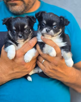 Maschietti con Pedigree ENCI di Chihuahua
