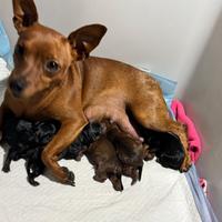 Cuccioli pinscher
