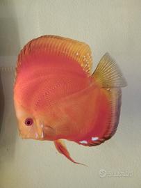 Discus rosso