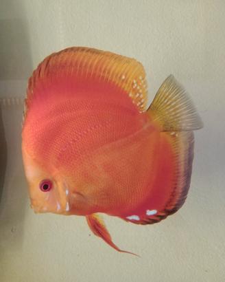 Discus rosso