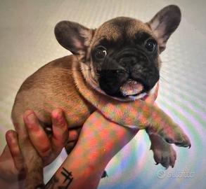 Bulldog francese cucciolo fulvo