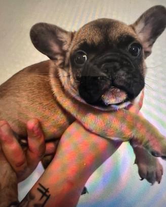 Bulldog francese cucciolo fulvo