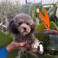 Barboncino Toy con Pedigree - Allevamento Certific