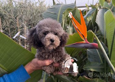 Barboncino Toy con Pedigree - Allevamento Certific