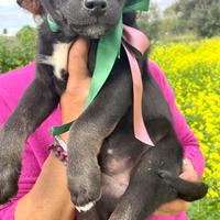 Cucciola cane meticcio Labrador / pit vaccino