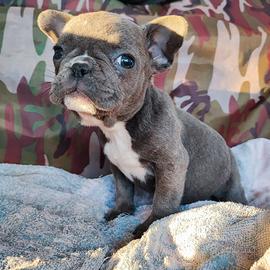 Bulldog francese blu (senza pedigree) femmine
