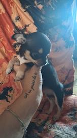 Chihuahua