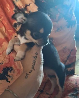 Chihuahua