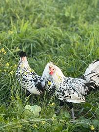 Galline Applenzer