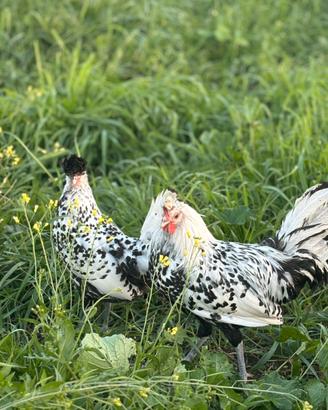 Galline Applenzer