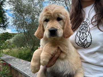 Golden Retriever Cuccioli