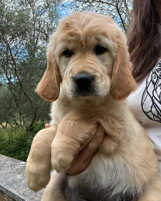Golden Retriever Cuccioli