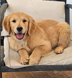 Ultimo cucciolo Golden Retriever Americano