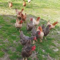Galline amroks