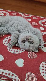 Splendidi Cuccioli di Scottish Fold Manto Blu