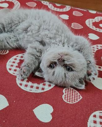 Splendidi Cuccioli di Scottish Fold Manto Blu