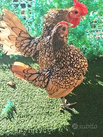 gallina sebright 