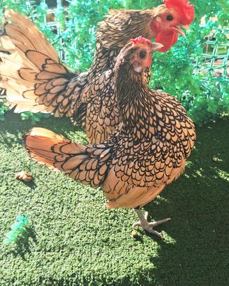 gallina sebright 