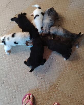 Cani pastori belga e maremmano
