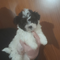 Maltipoo toy cuccioli