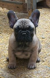 Cucciola fulva di Bouldogue francese pedigree enci