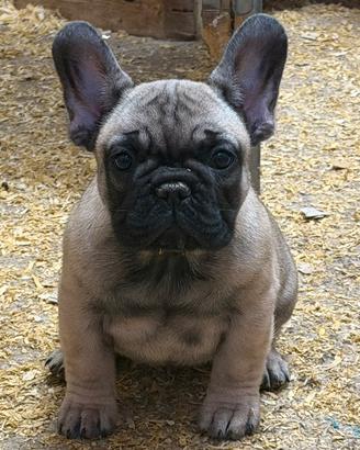 Cucciola fulva di Bouldogue francese pedigree enci