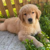 Golden Retriever Americano