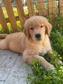Golden Retriever Americano