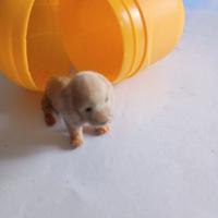 sorpresa merendine cagnolino