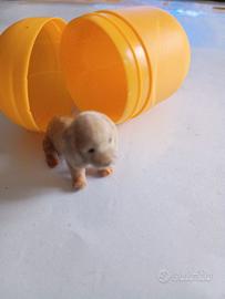 sorpresa merendine cagnolino