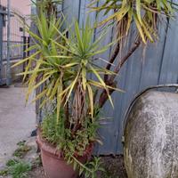 DRACENA - ALBERO FELICITA'