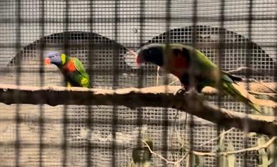 Coppia riproduttiva Lori arcobaleno