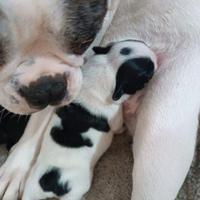 Bulldog francese bianco e nero