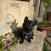 Bulldog francese maschio per monta