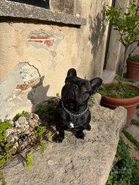 Bulldog francese maschio per monta