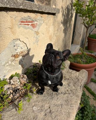 Bulldog francese maschio per monta